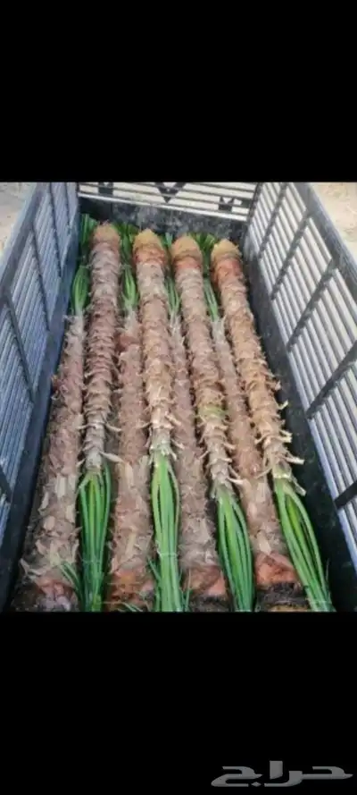 واشنطن مروحه نحيف 1