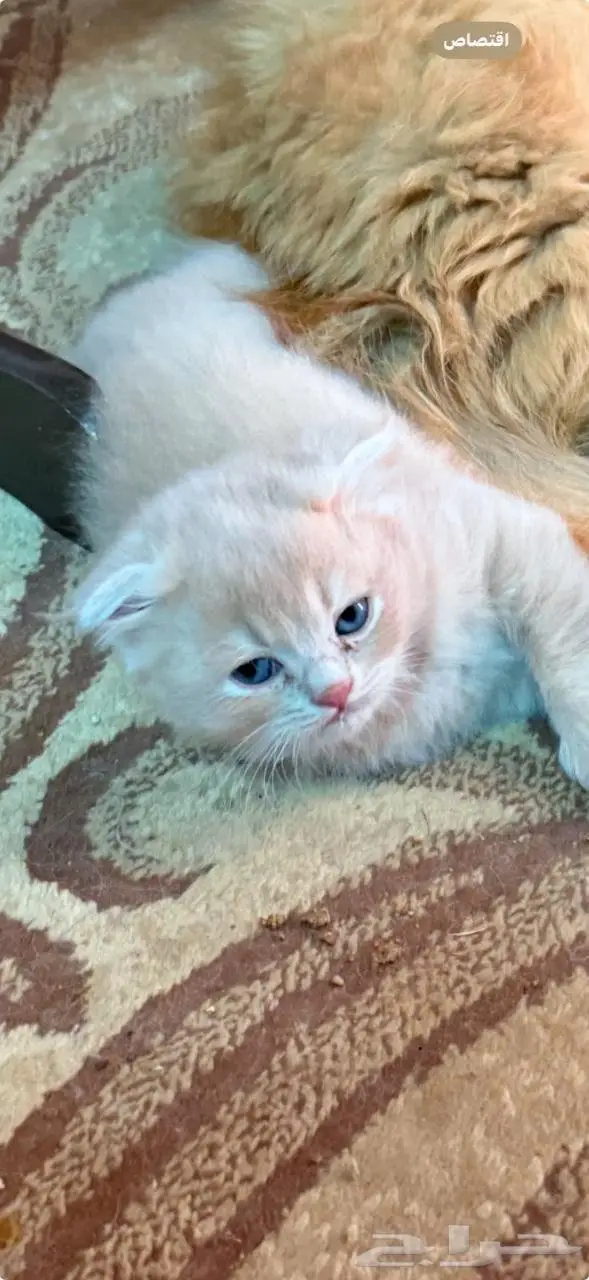 اربع قطط إيناث (للبيع) 2