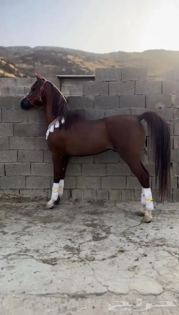 خيل عربي اصيل 3
