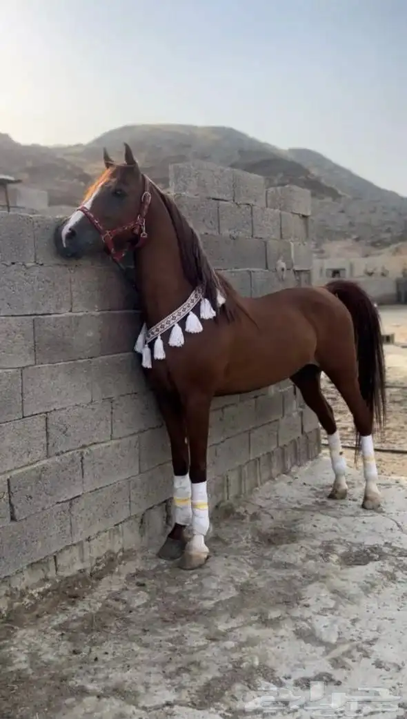خيل عربي اصيل 2