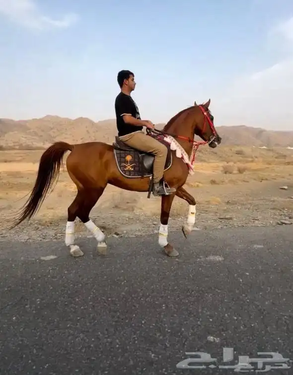 خيل عربي اصيل 0