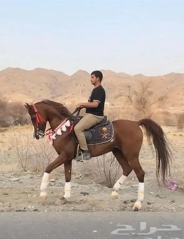 خيل عربي اصيل 1