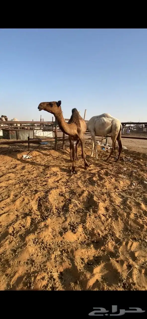للبيع بكار 1
