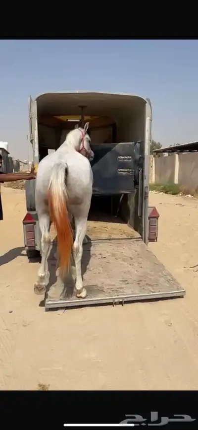 عربة راسين لنقل الخيل الشرقية index