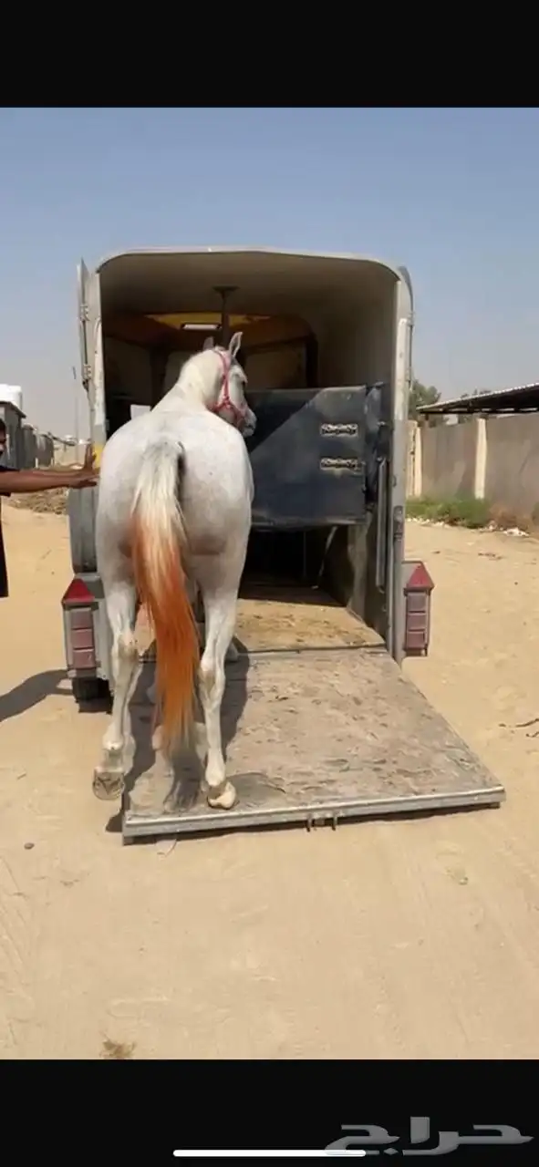 عربة راسين لنقل الخيل الشرقية 0