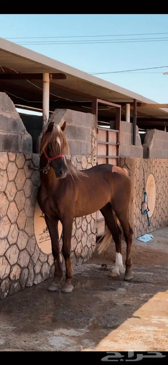 خيل 2
