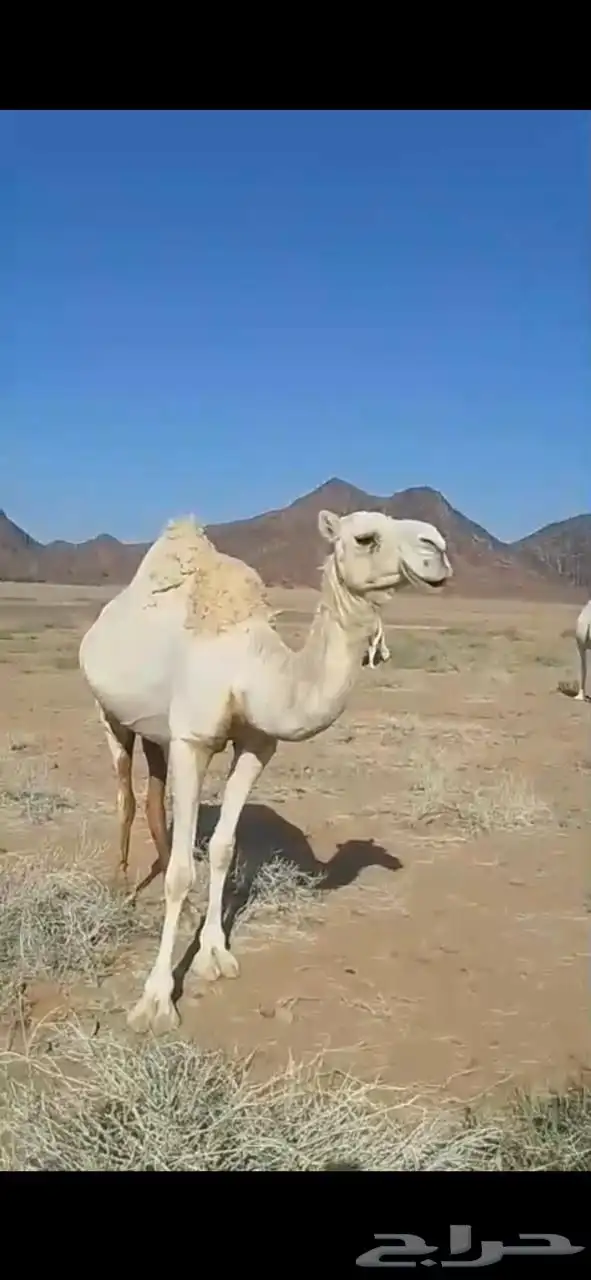 ناقة للبيع 1