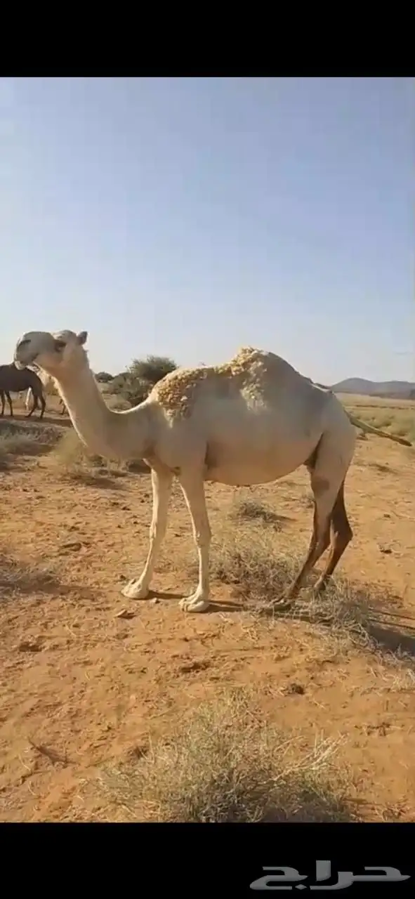 ناقة للبيع 0