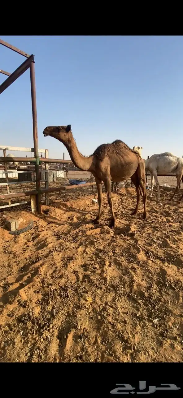 للبيع بكار 0