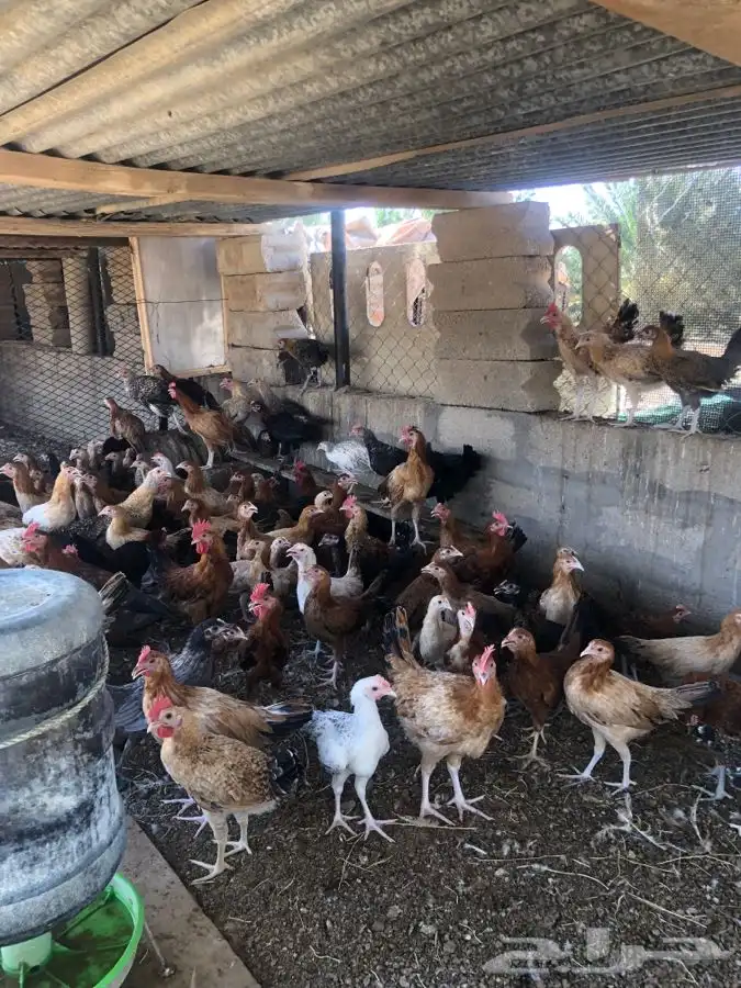 للبيع صوص دجاج 0