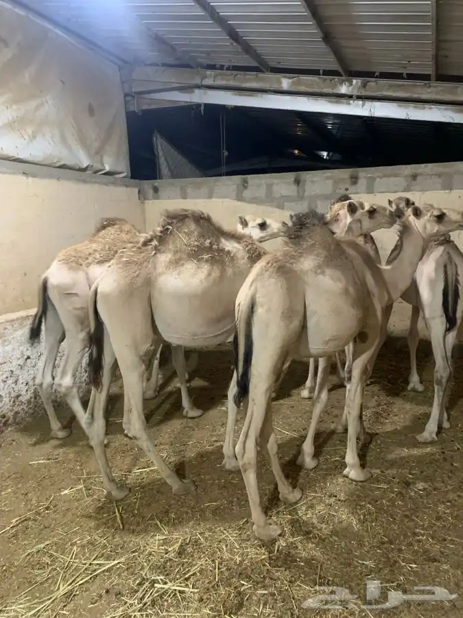 حاشي مناسبات 3