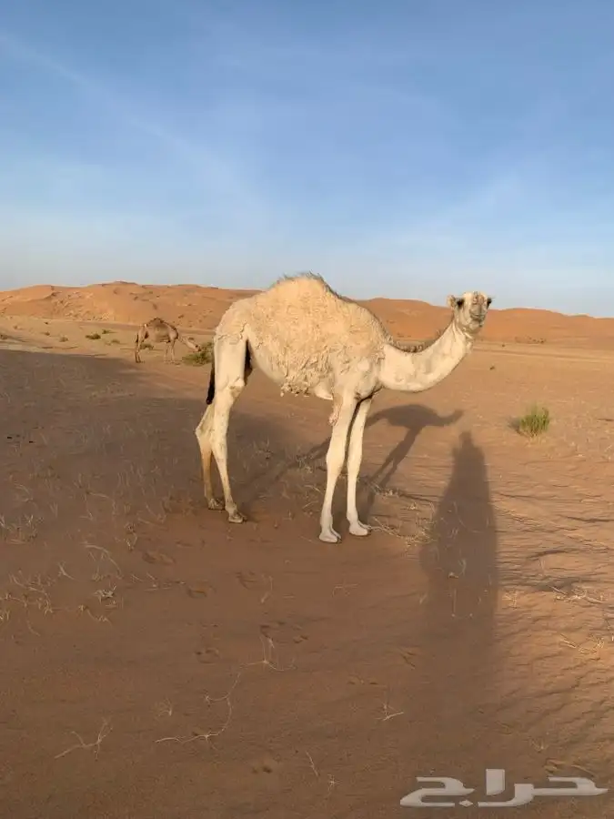 قعود طيب للبيع 1