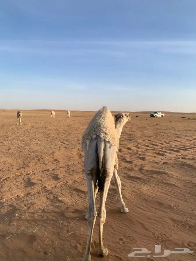 قعود طيب للبيع 0