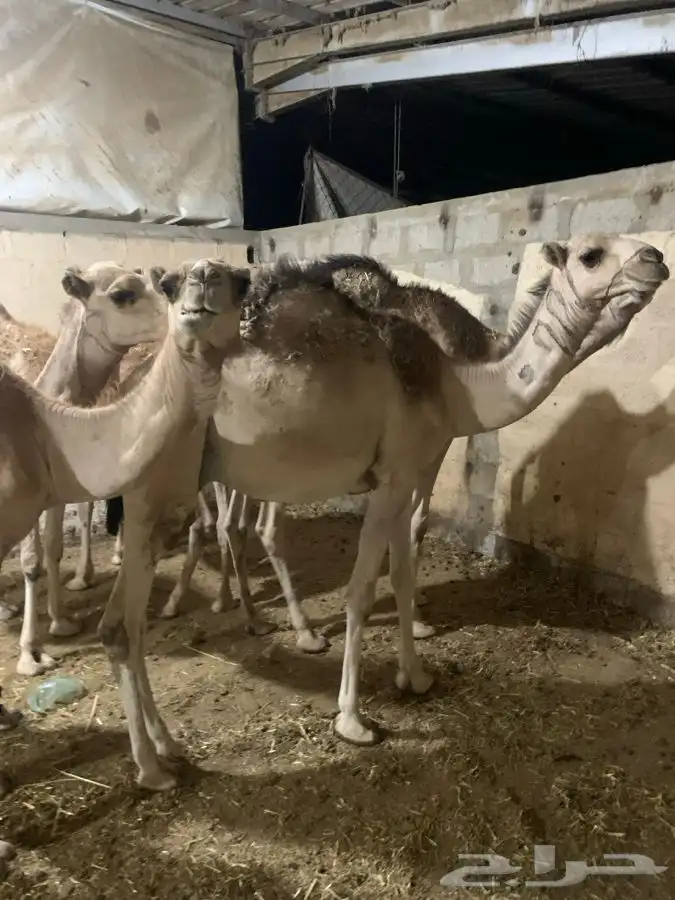 حاشي مناسبات 1