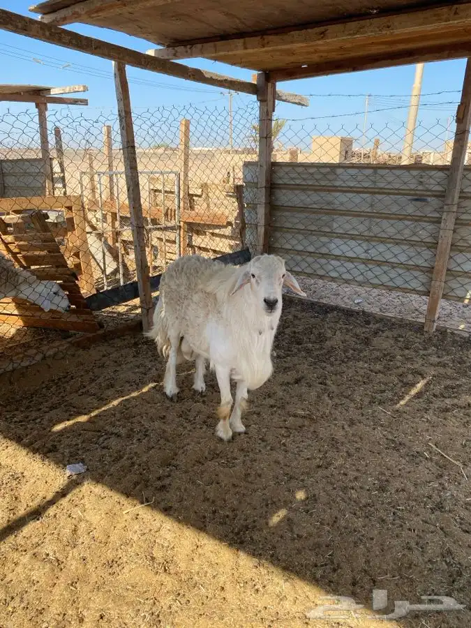للبيع فحل مشروط ضراب ومالطيه 3