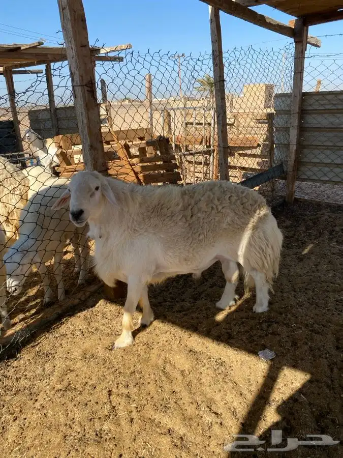 للبيع فحل مشروط ضراب ومالطيه 2