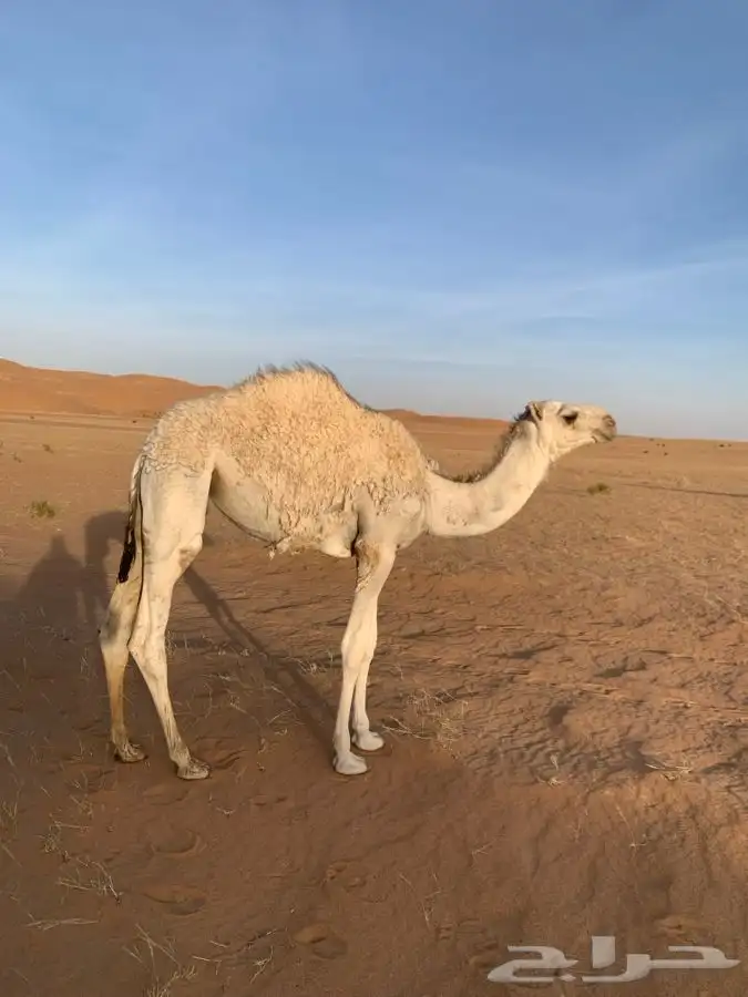 قعود طيب للبيع 2