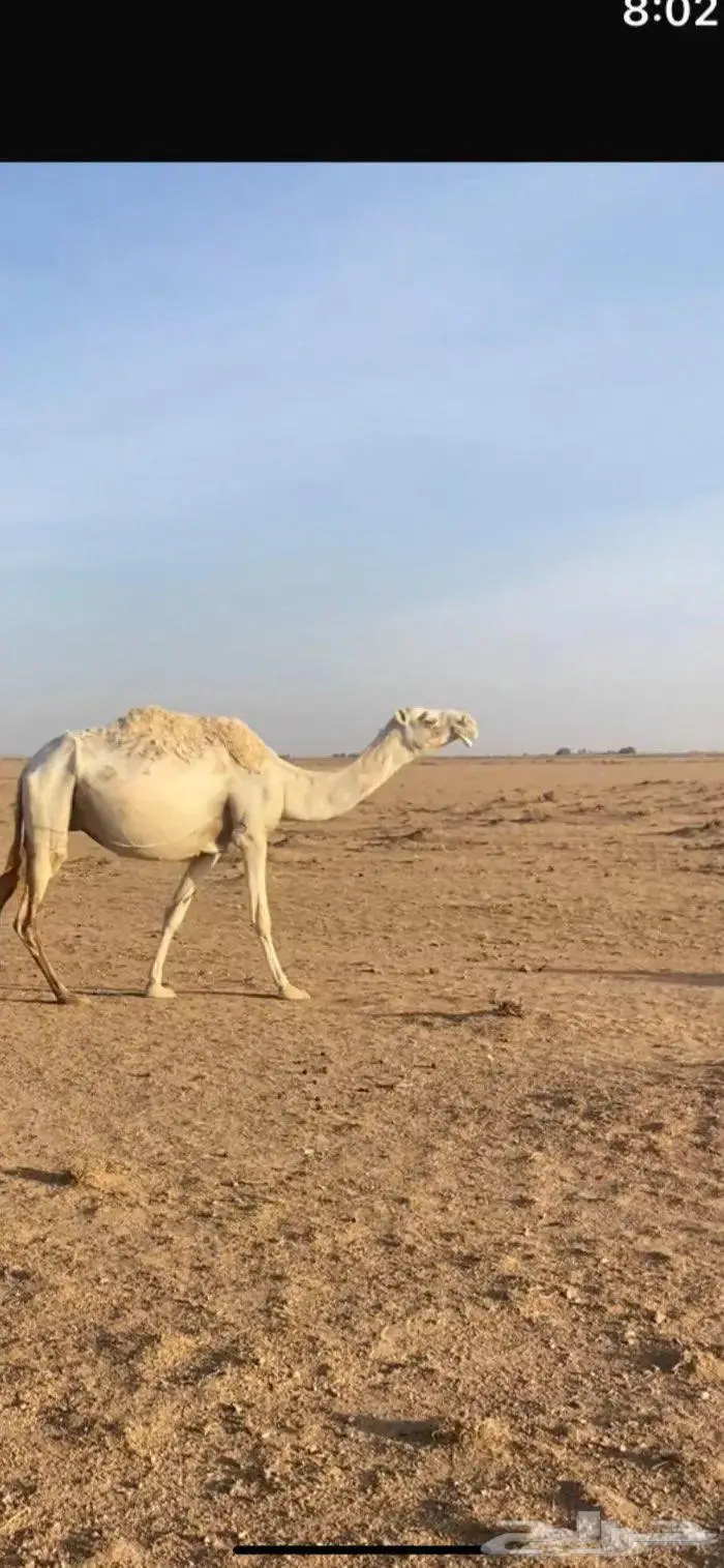 ضريبه كفو وكايفه ومنتج انتاج طيب طيب 0