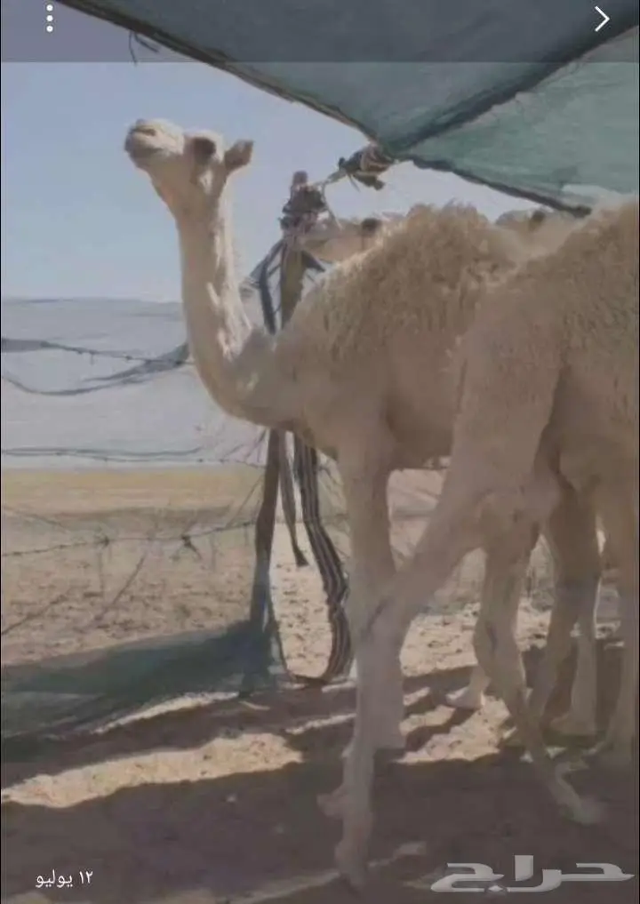 للبيع حشو قعدان العدد 5 لباني بري العمر 7 شهو واقل 1