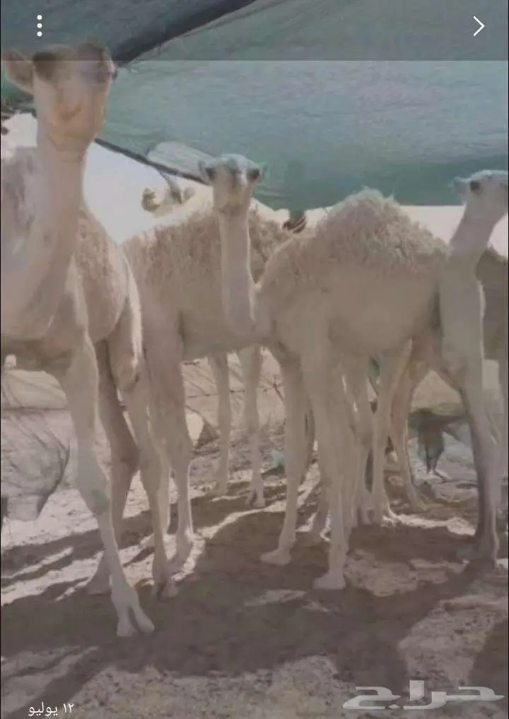للبيع حشو قعدان العدد 5 لباني بري العمر 7 شهو واقل 0