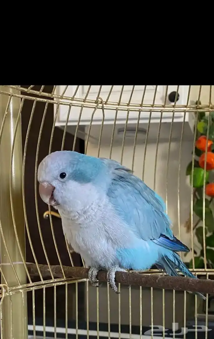 فرخ كويكر غر (( تم البيع بل حد المطلوب )) 1