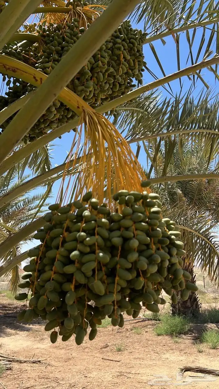 تمور رطب للبيع 4