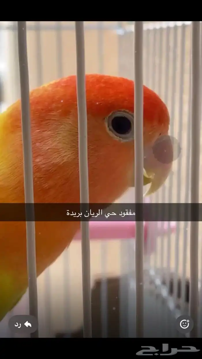 مفقود 0