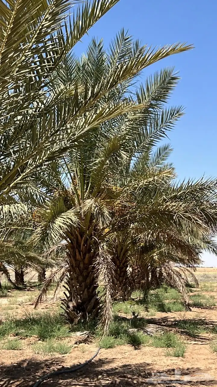 تمور رطب للبيع 1