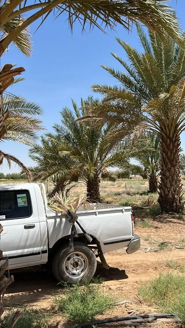 تمور رطب للبيع 0
