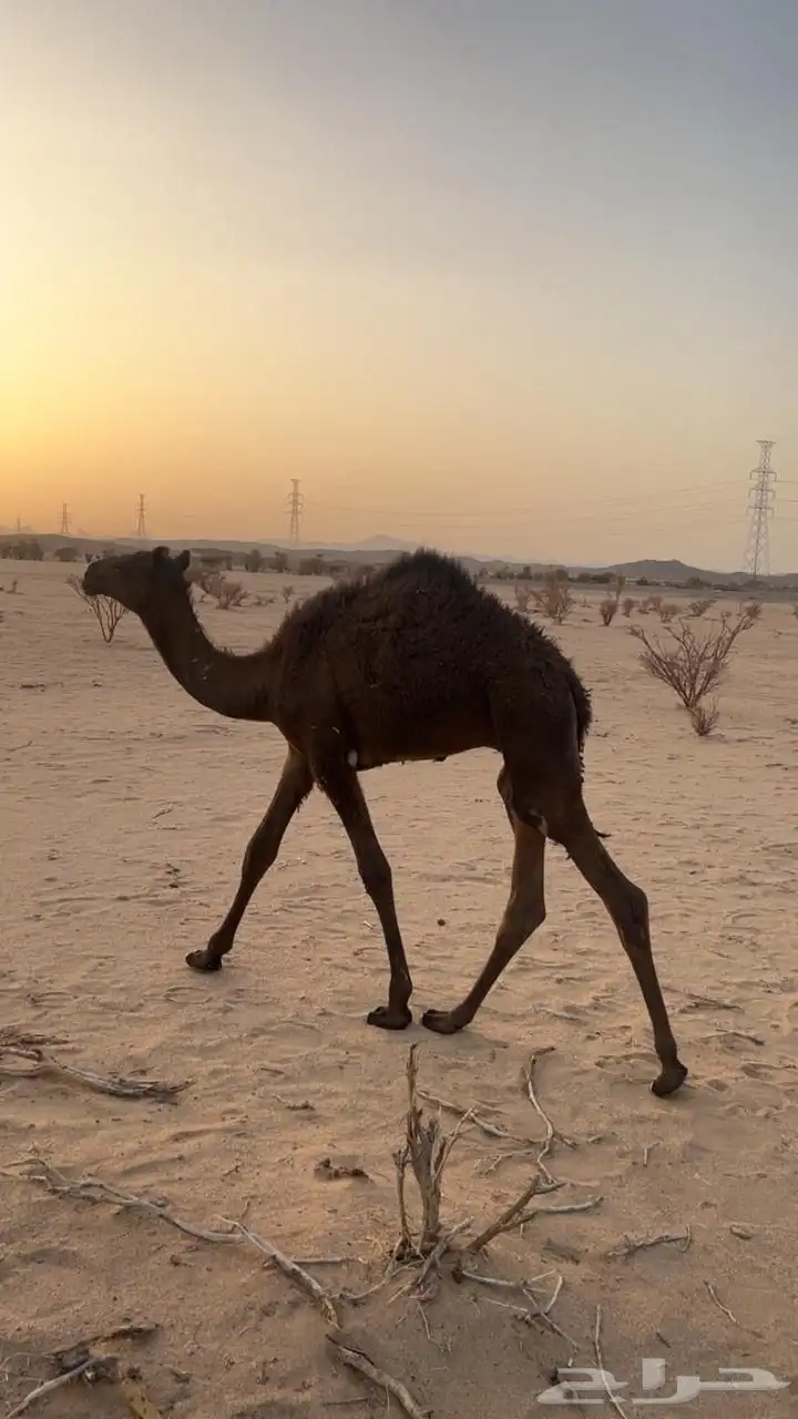 حيران على حليب ا 0