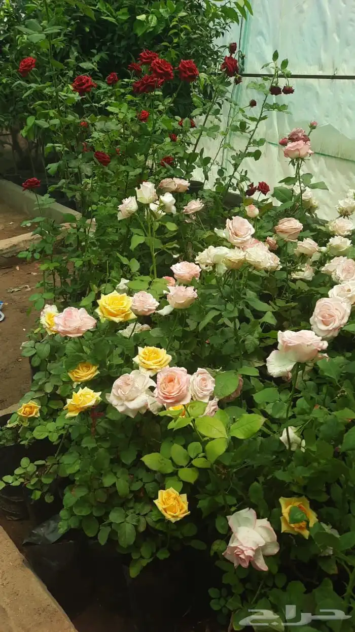 شتلات جوري بالوان روعه 3