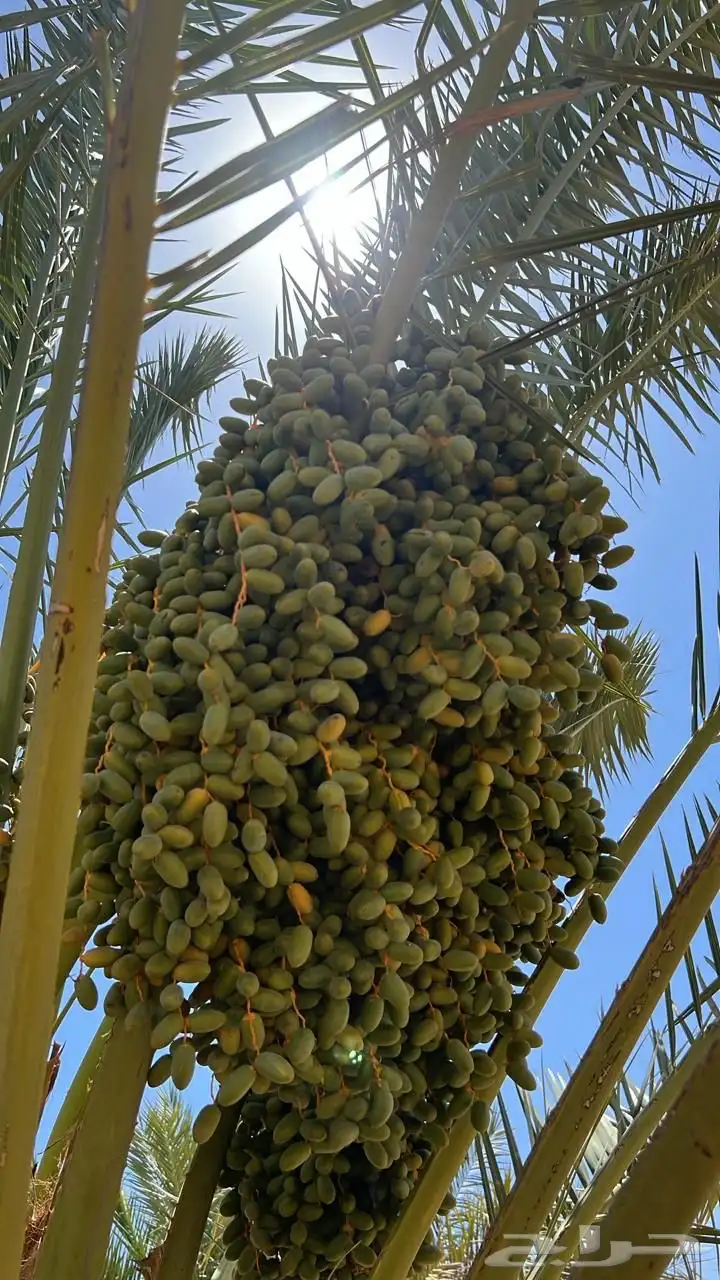 تمور رطب للبيع 3