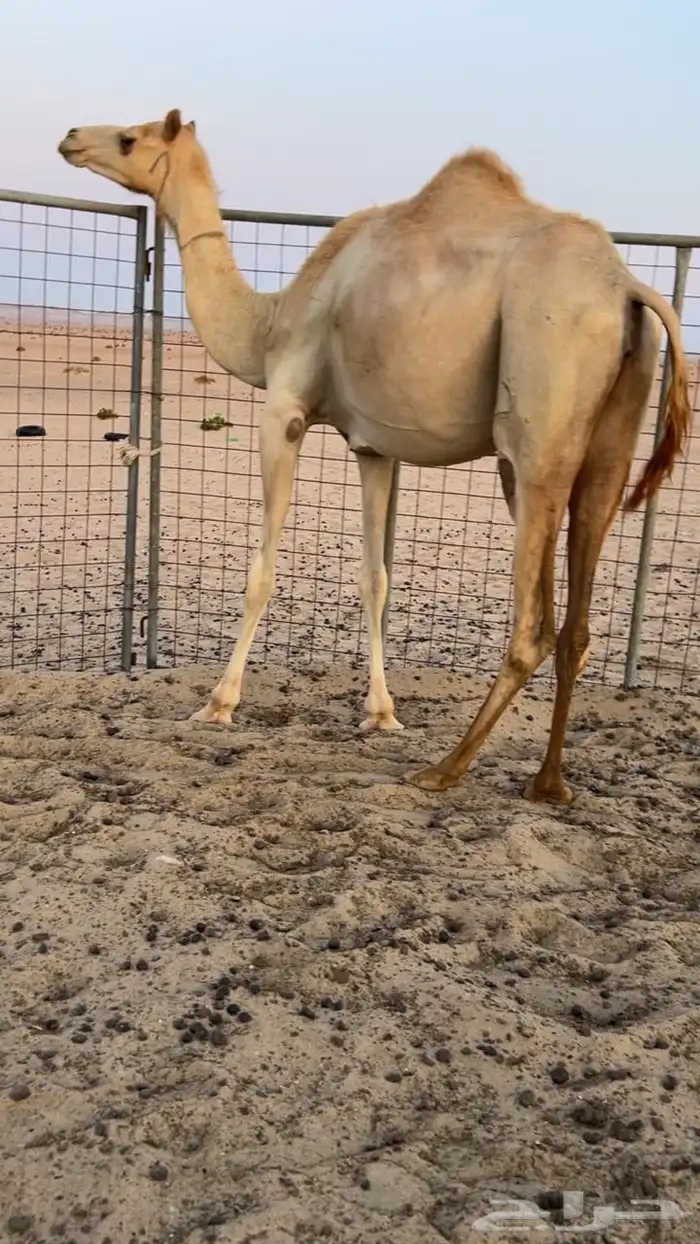 بكره بنت خويران ابن نصرالله القرعاني 1