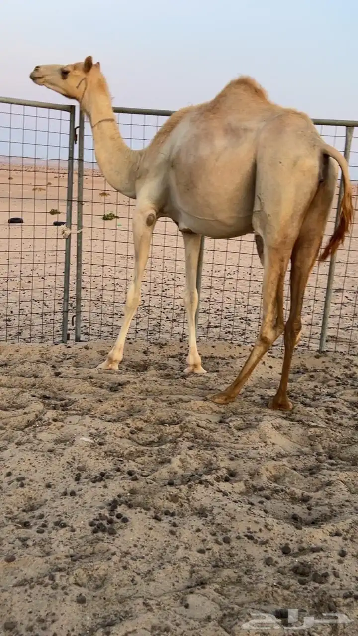 بكره بنت خويران ابن نصرالله القرعاني 1