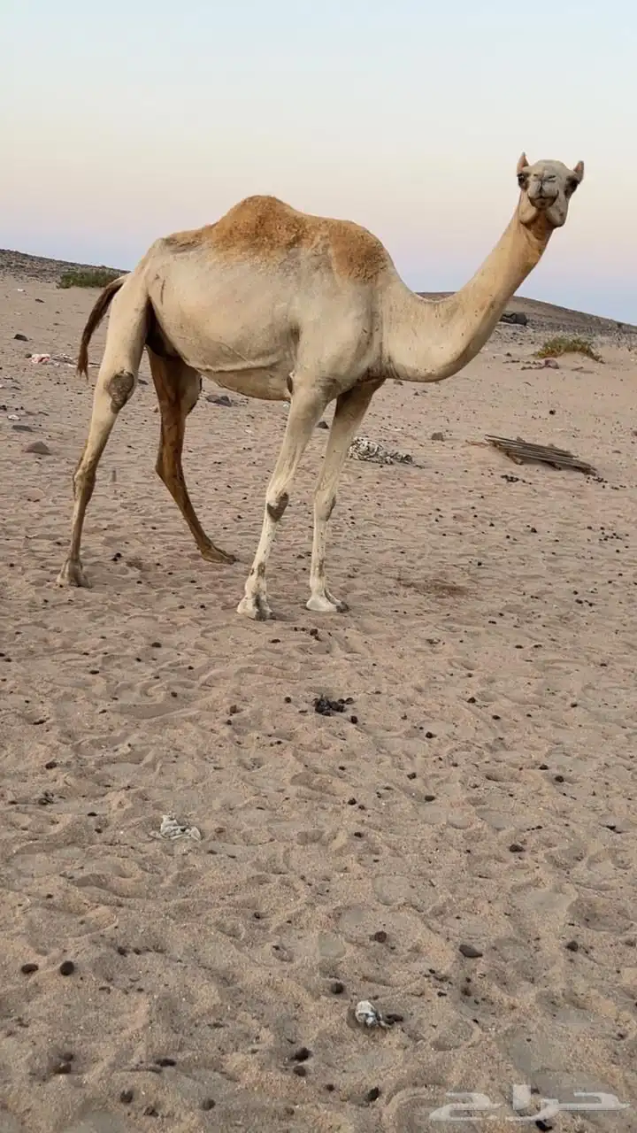 ناقه مهجنه تحتها قعود على ولد حبيب منتج 1