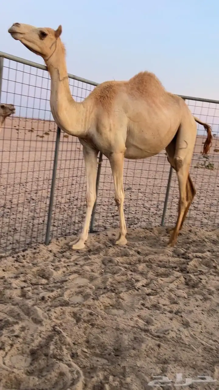 بكره بنت خويران ابن نصرالله القرعاني 0