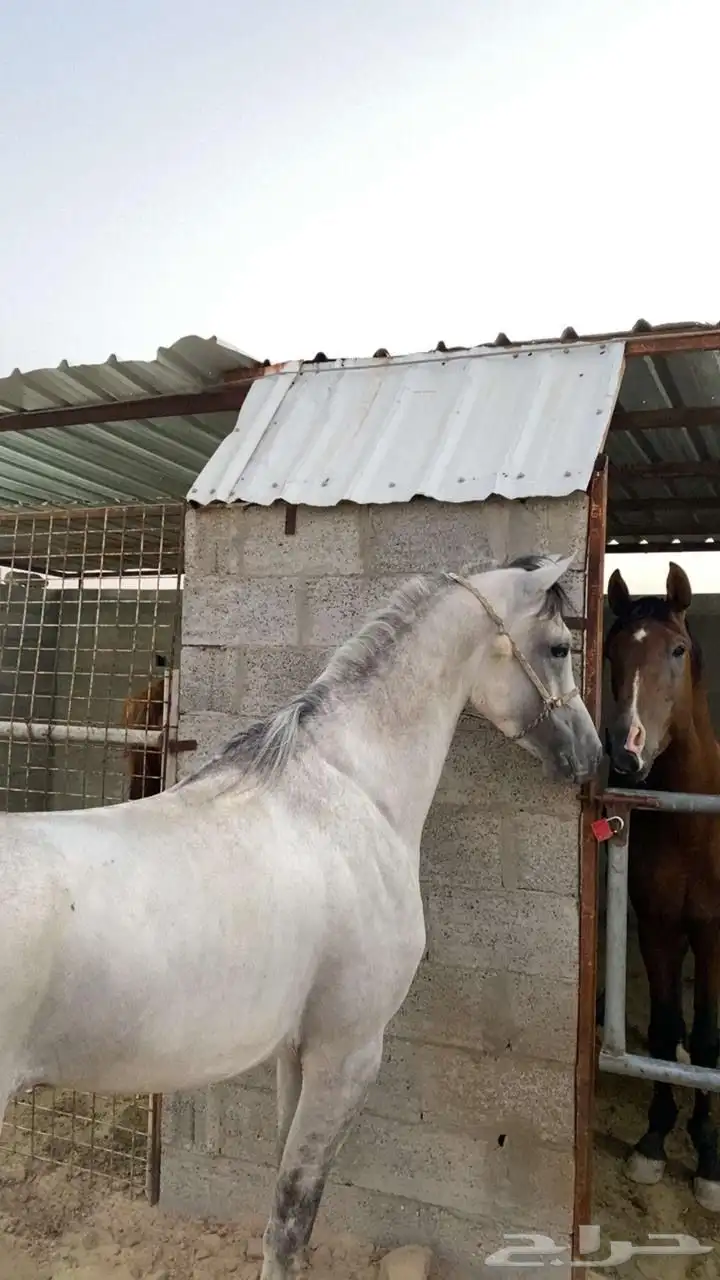 حصان شعبي فااخر 1