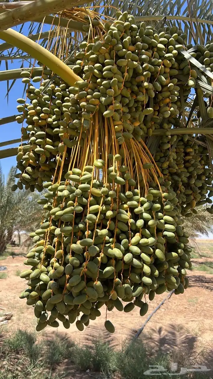 تمور رطب للبيع 5