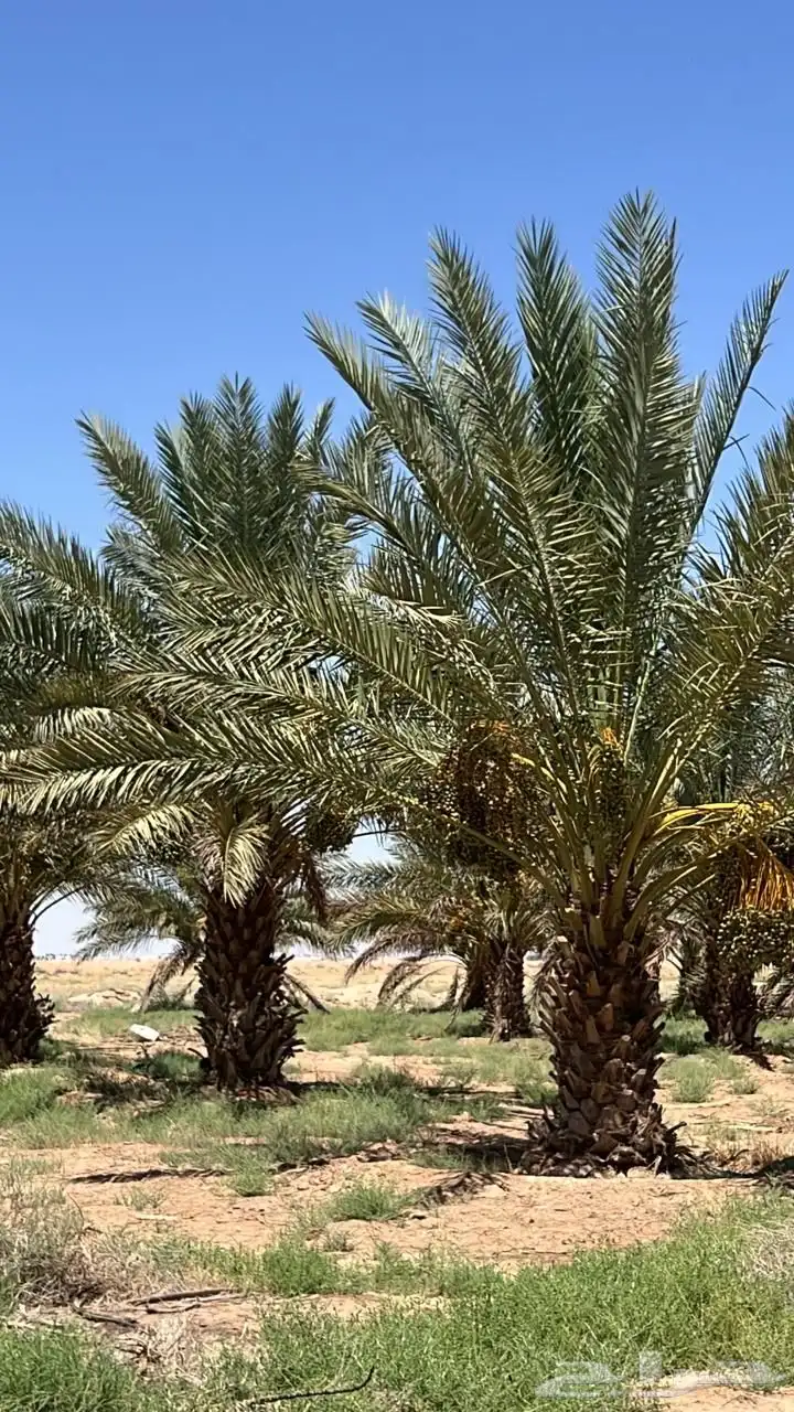 تمور رطب للبيع 2