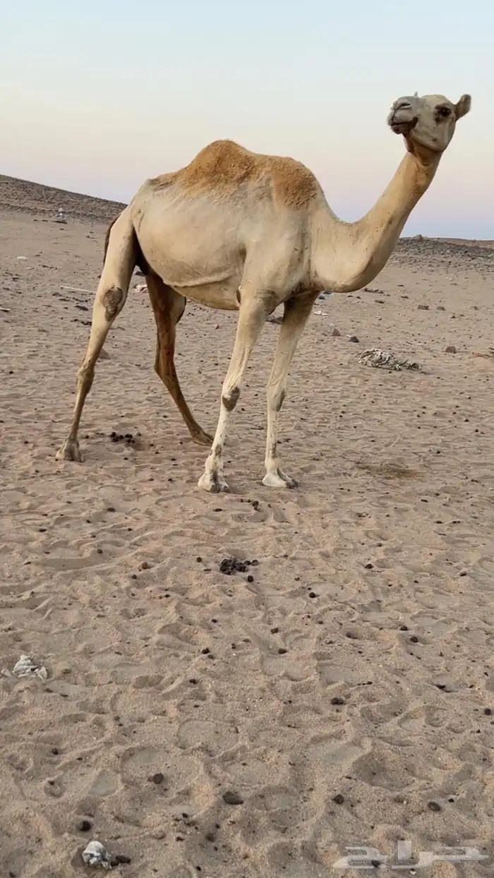 ناقه مهجنه تحتها قعود على ولد حبيب منتج 2