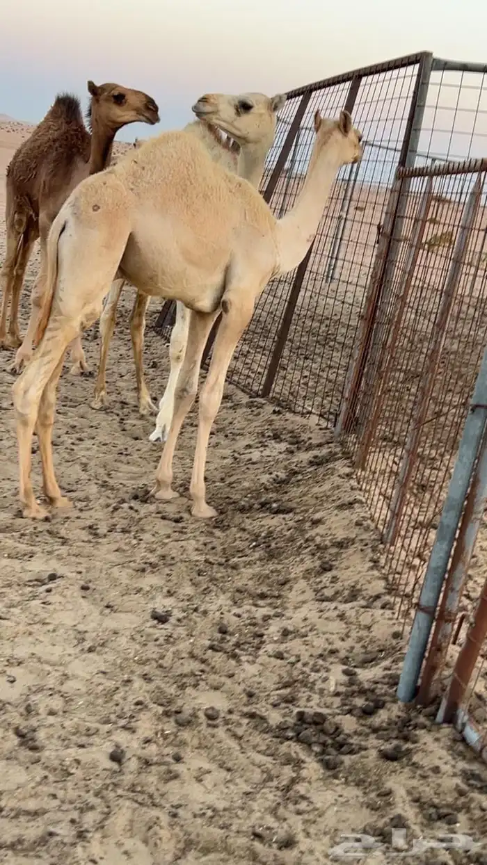 ناقه مهجنه تحتها قعود على ولد حبيب منتج 0