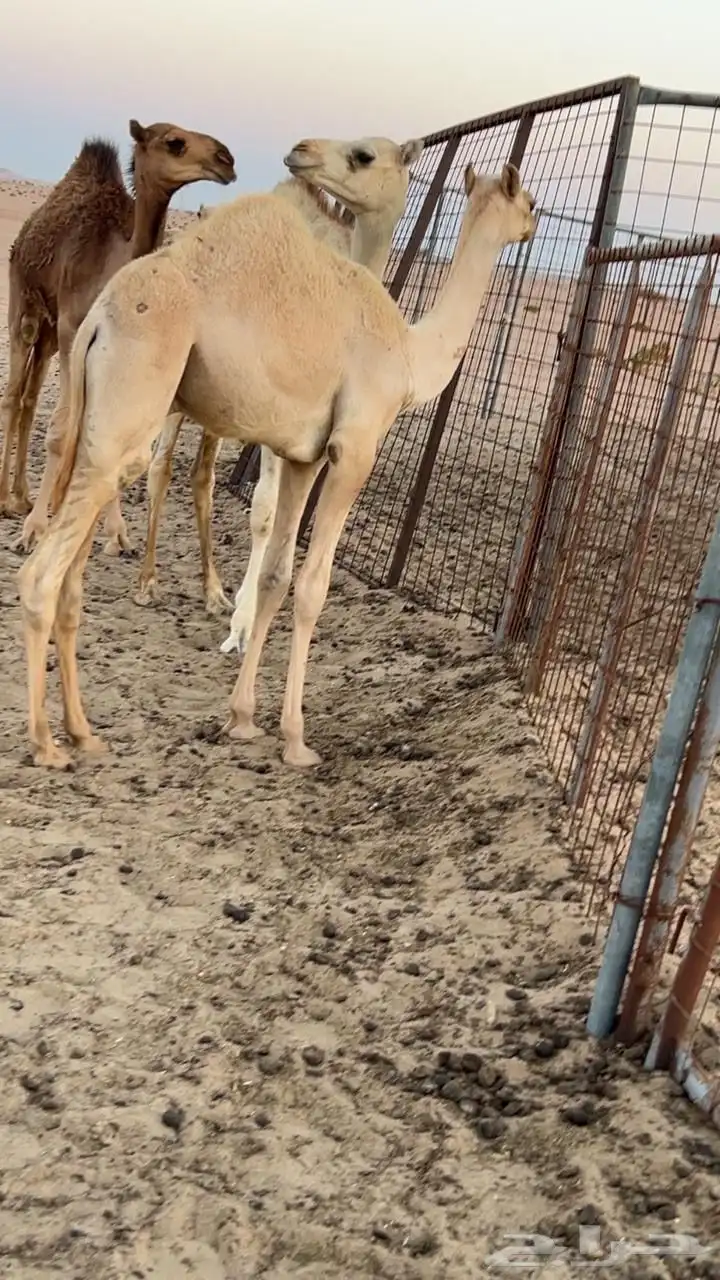 ناقه مهجنه تحتها قعود على ولد حبيب منتج 0