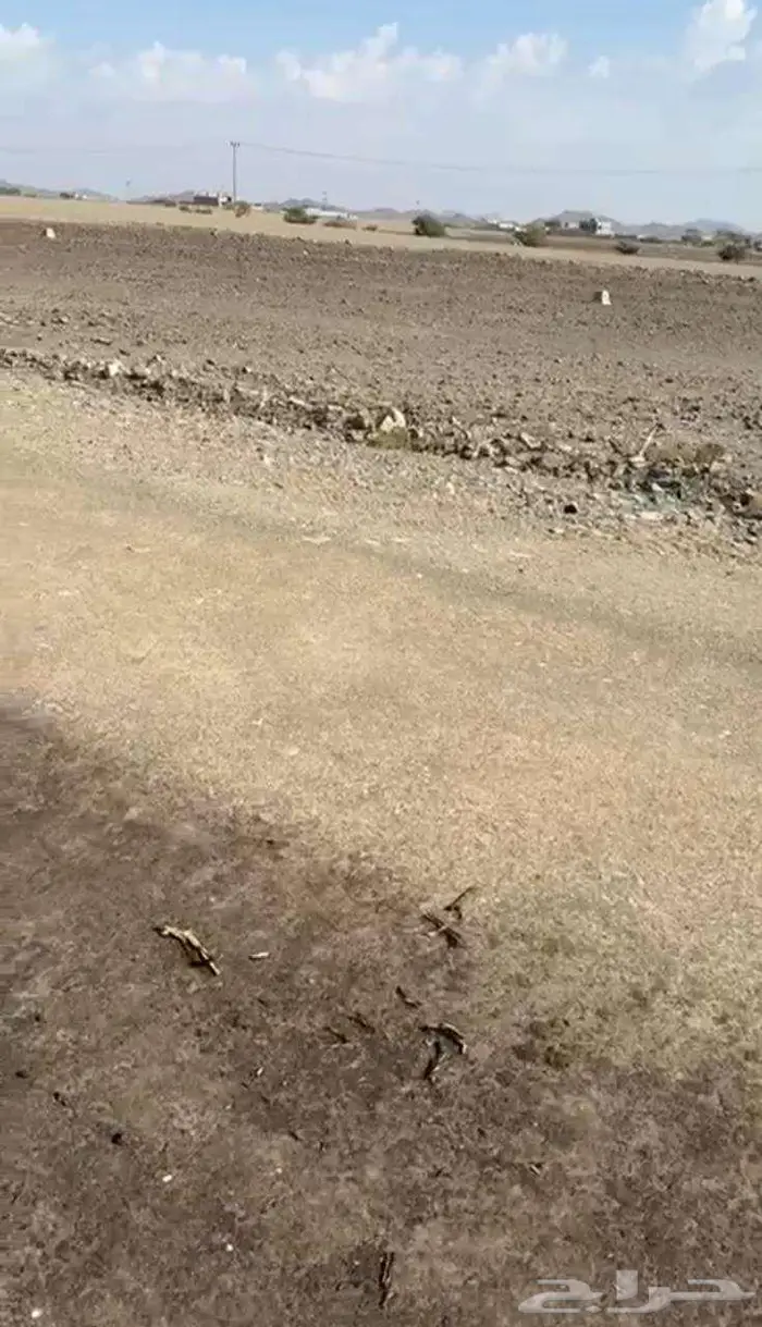 أرض مميزة في المدينة المنورة 2