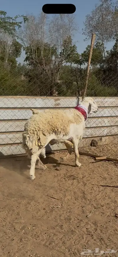 تم البيع 0