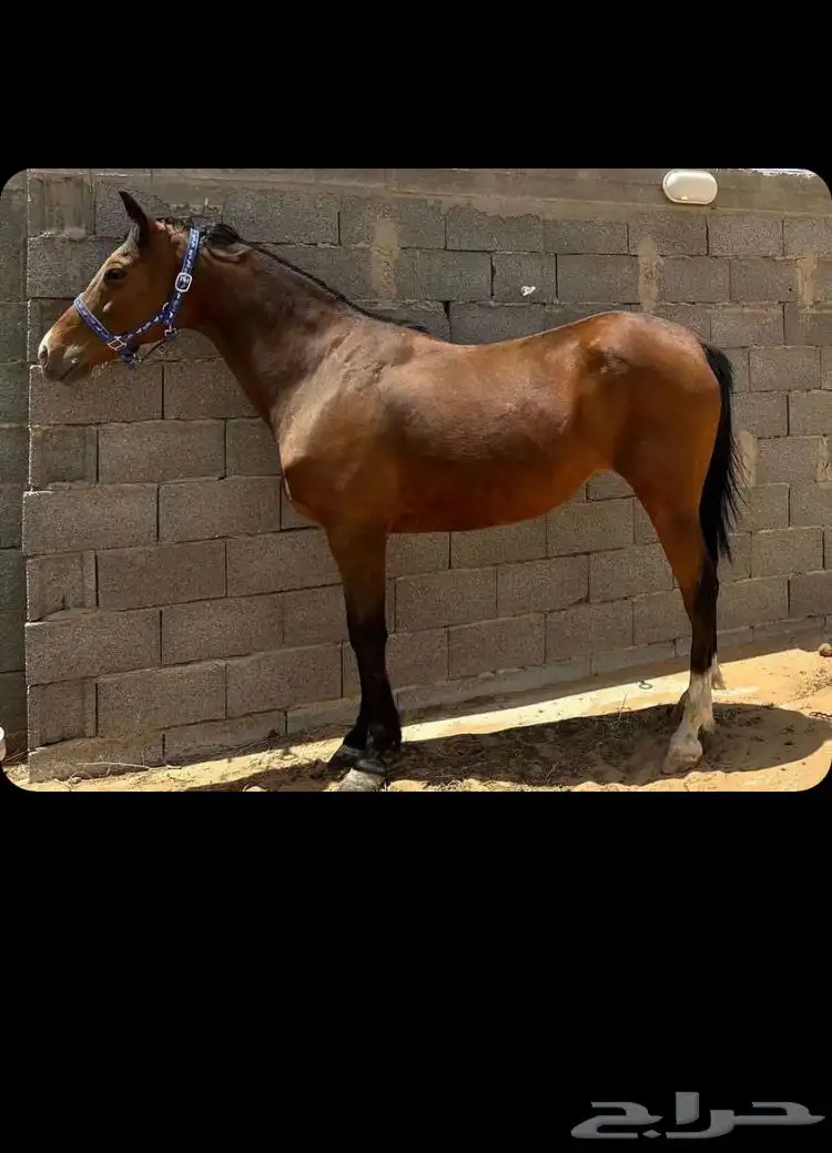 حصان جزيري 3