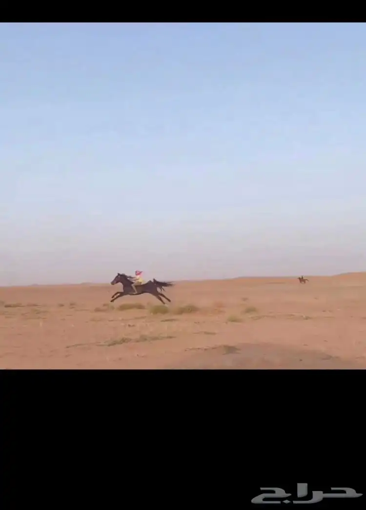 حصان جزيري 2