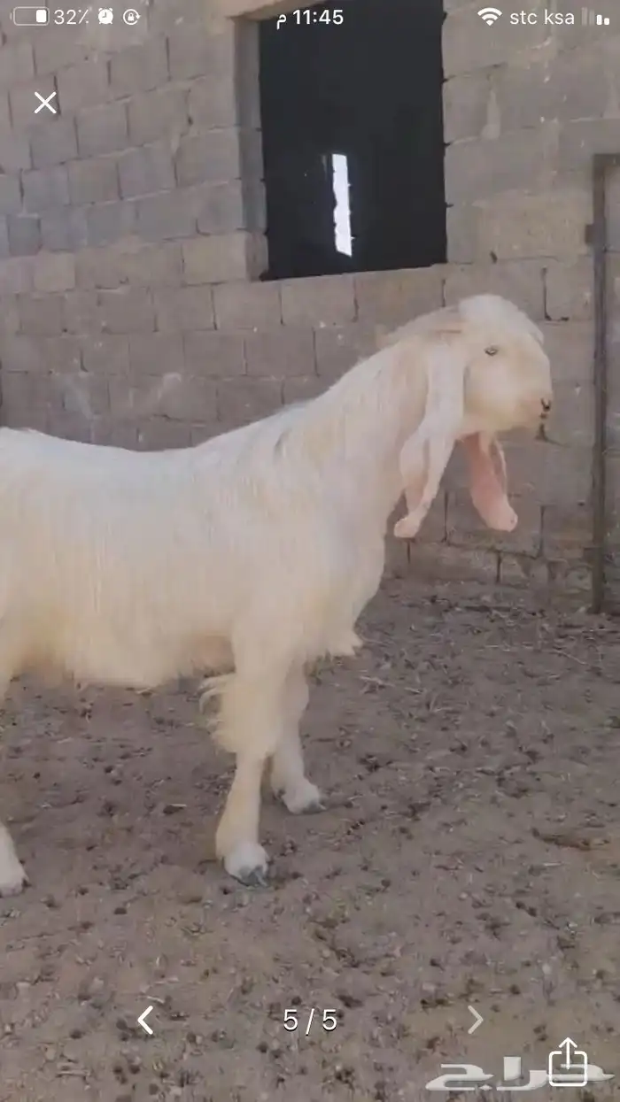 عروض مشاريك وعوارض بيض و سود 1حلال ابو حمدان الحبابي 54