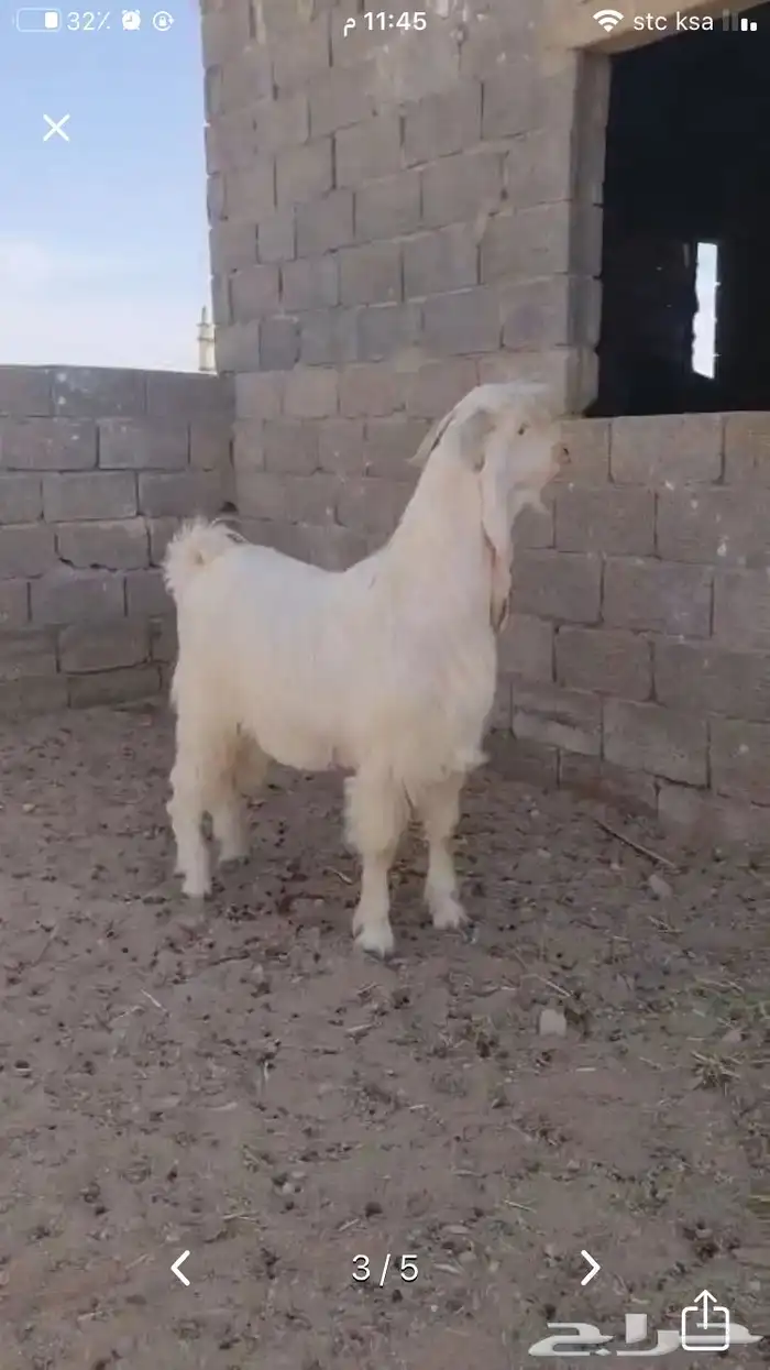 عروض مشاريك وعوارض بيض و سود 1حلال ابو حمدان الحبابي 55