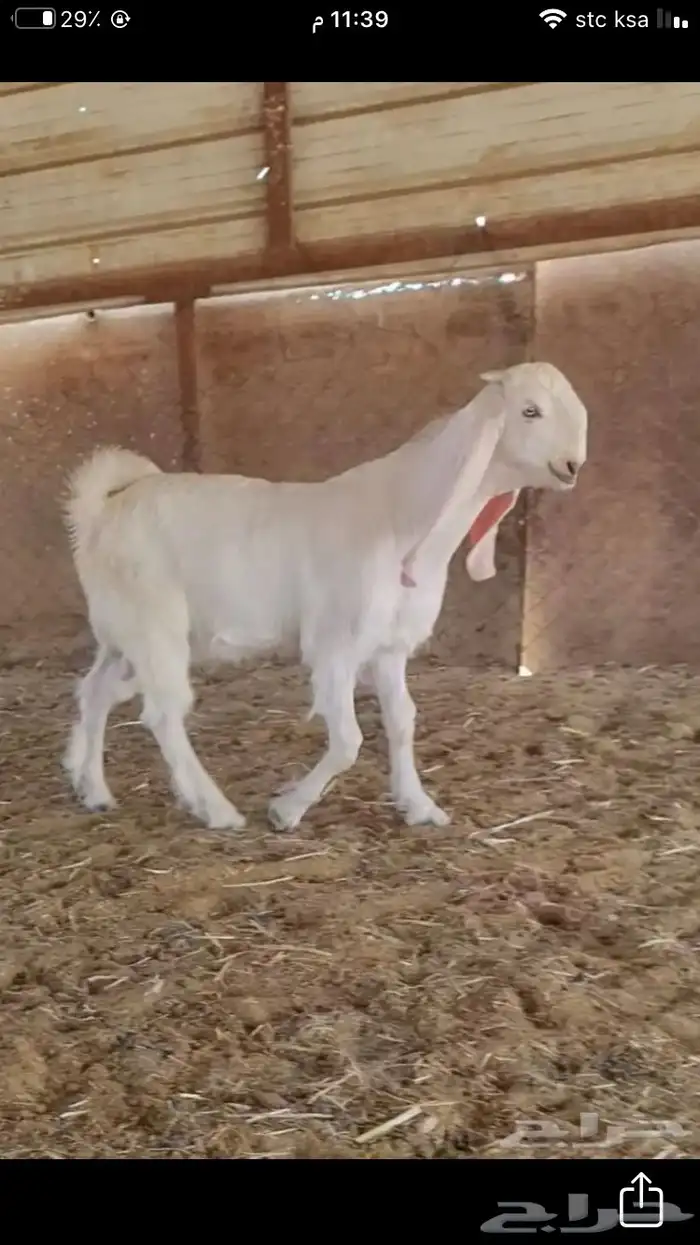 عروض مشاريك وعوارض بيض و سود 1حلال ابو حمدان الحبابي 57