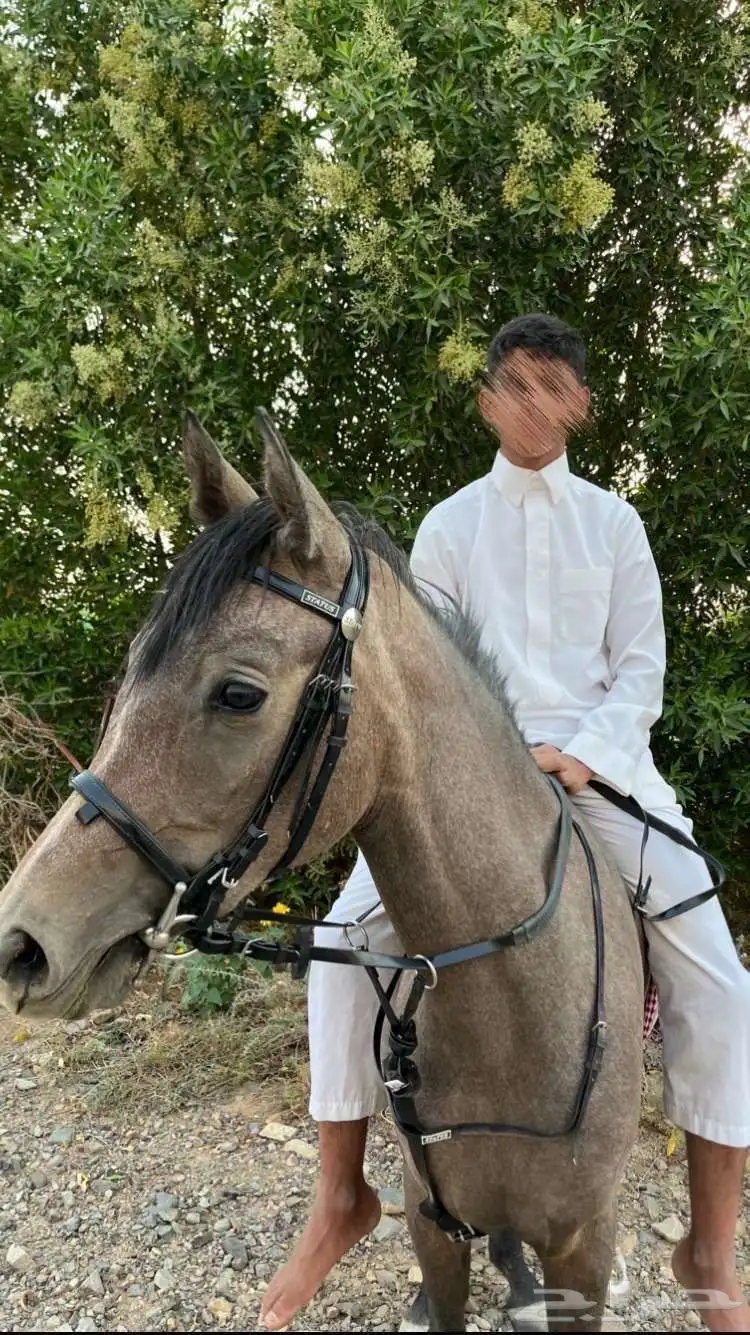 مهره للبيع 0
